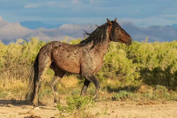 Cavalo Selvagem Garanhão Deserto Utah — Fotografia de Stock