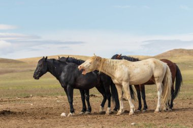 Utah Çölü'nde yaz aylarında vahşi atlar