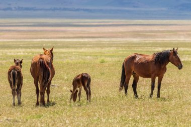 Utah Çölü'nde yaz aylarında vahşi atlar