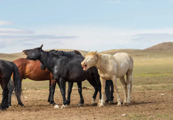 Chevaux Sauvages Été Dans Désert Utah — Photo