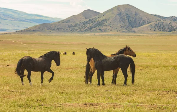 Utah Çölü'nde yaz aylarında vahşi atlar
