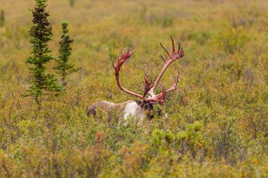 Alaska'da bir çorak toprak Ren geyiği boğa