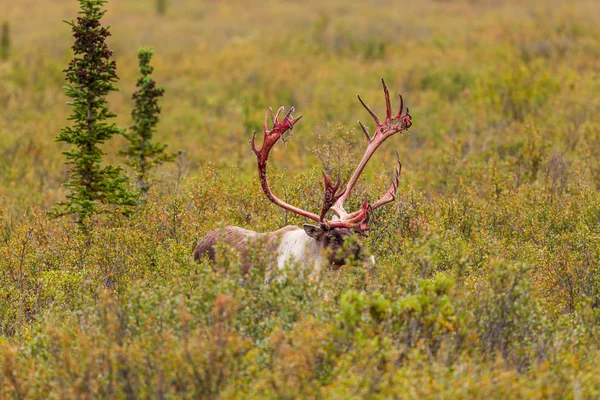 Een Kale Grond Caribou Stier Alaska — Stockfoto