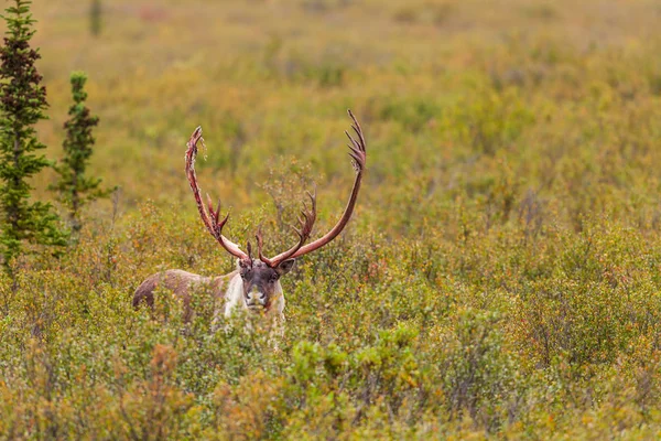 Een Kale Grond Caribou Stier Alaska — Stockfoto