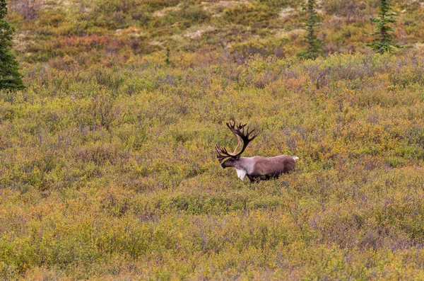 Býk Caribou Rumišti Aljašce — Stock fotografie