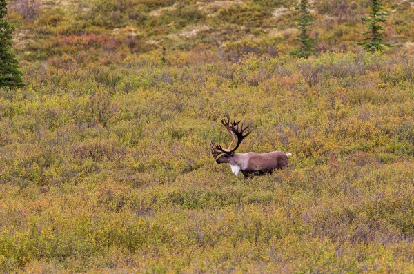 Terreno Árido Caribú Toro Alaska — Foto de Stock