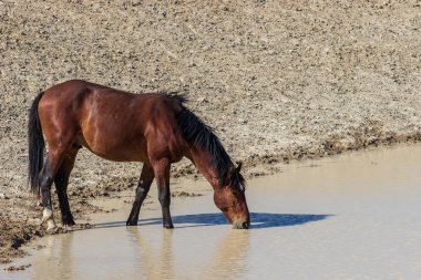 Yaz aylarında Utah çölde vahşi güzel bir at