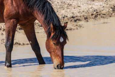 Yaz aylarında Utah çölde vahşi güzel bir at