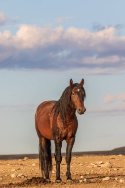 Yaz aylarında Utah çölde vahşi güzel bir at