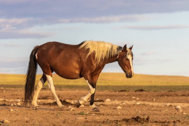 Yaz aylarında Utah çölde vahşi güzel bir at