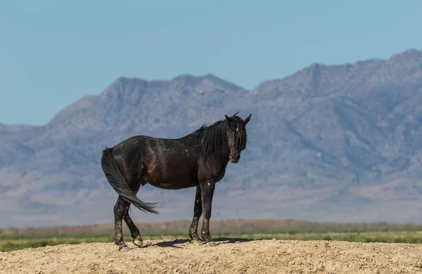 Beautiful Wild Horse Utah Desert Summer — Stock Photo, Image