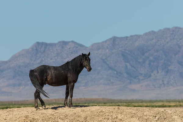 Hermoso Caballo Salvaje Desierto Utah Verano — Foto de Stock