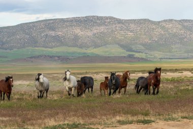 vahşi at Utah çöl boyunca çalışan