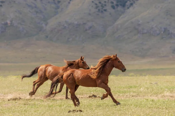 Chevaux Sauvages Traversant Désert Utah — Photo