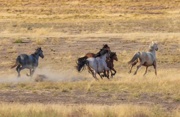Дикі Коні Працює Через Пустелі Штату Юта — стокове фото