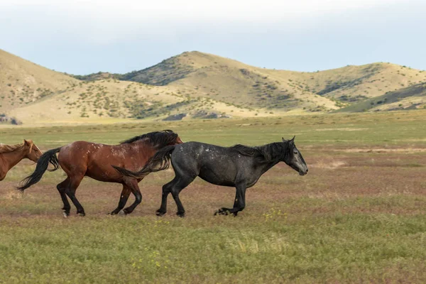 Chevaux Sauvages Traversant Désert Utah — Photo