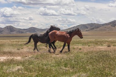 Yaz aylarında Utah çölde vahşi atlar