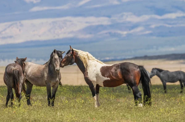 Dzikie Konie Pustyni Utah Lecie — Zdjęcie stockowe