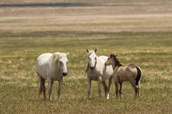 Yaz aylarında Utah çölde vahşi atlar