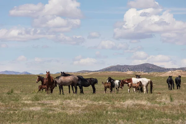 Yaz aylarında Utah çölde vahşi atlar