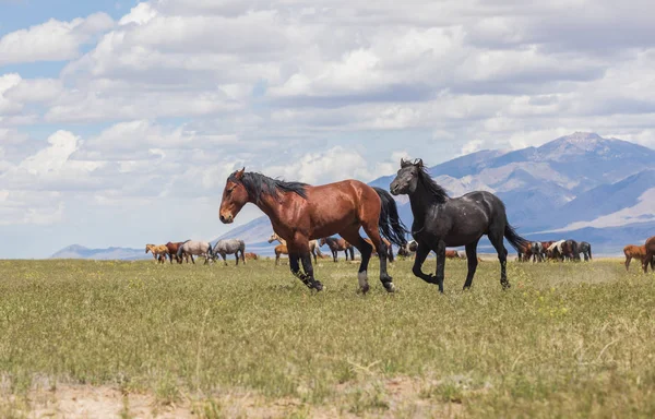 Yaz aylarında Utah çölde vahşi atlar