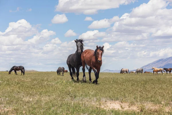 Yaz aylarında Utah çölde vahşi atlar