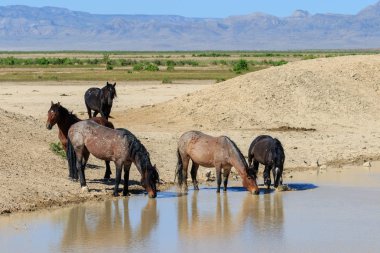 Utah çölündeki bir su birikintisinde vahşi atlar.