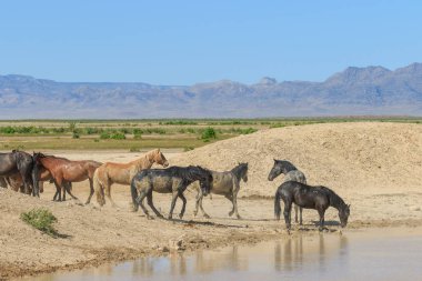 Utah çölündeki bir su birikintisinde vahşi atlar.