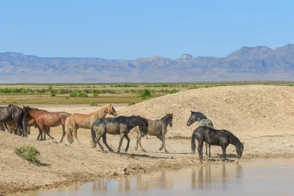 Wild Horses Waterhole Utah Desert — Stock Photo, Image