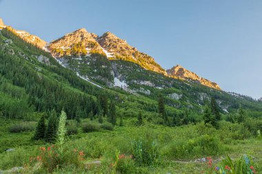 Bordo doğal peyzaj çan aspen yaz Colorado'da