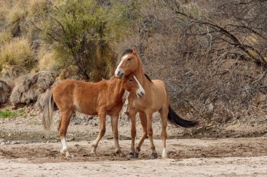 vahşi atlar Arizona çölde tuz Nehri yakınında fikir tartışması