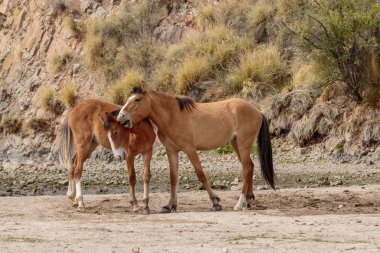 vahşi atlar Arizona çölde tuz Nehri yakınında fikir tartışması