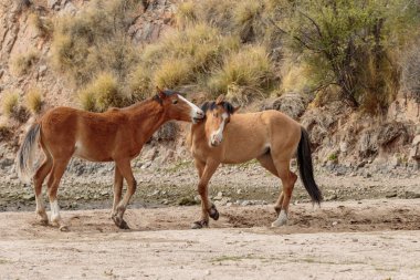 vahşi atlar Arizona çölde tuz Nehri yakınında fikir tartışması