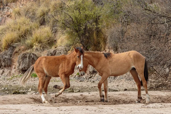 Divocí Koně Zápasení Nedaleko Řeky Sůl Arizonské Poušti — Stock fotografie
