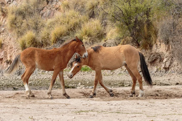 Cavalli Selvatici Sparring Vicino Fiume Salt Nel Deserto Dell Arizona — Foto Stock