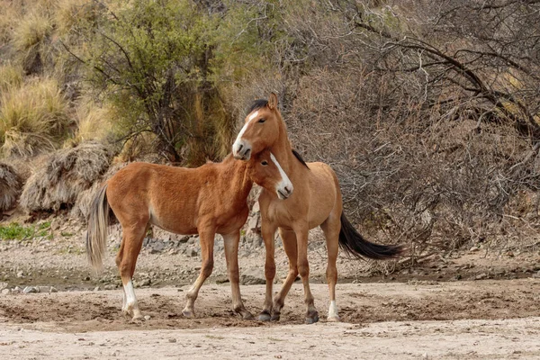vahşi atlar Arizona çölde tuz Nehri yakınında fikir tartışması