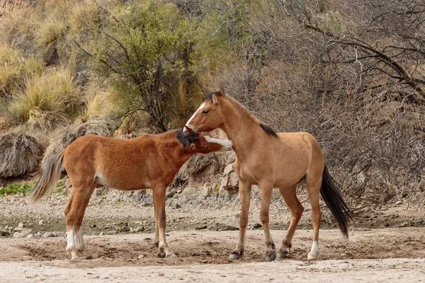 Cavalli Selvatici Sparring Vicino Fiume Salt Nel Deserto Dell Arizona — Foto Stock