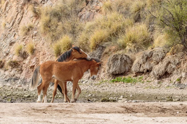 wild horses sparring near the Salt River in the Arizona desert