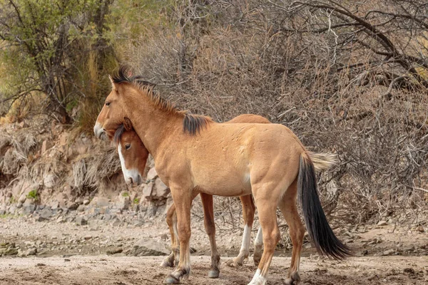 Cavalli Selvatici Sparring Vicino Fiume Salt Nel Deserto Dell Arizona — Foto Stock