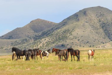 Yaz aylarında Utah çölde vahşi atlar