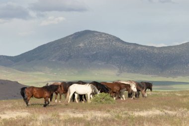 Yaz aylarında Utah çölde vahşi atlar