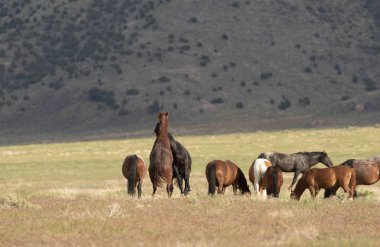 Yaz aylarında Utah çölde vahşi atlar