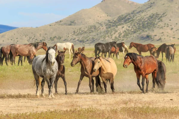 Wild Horses Utah Desert Summer — Stock Photo, Image