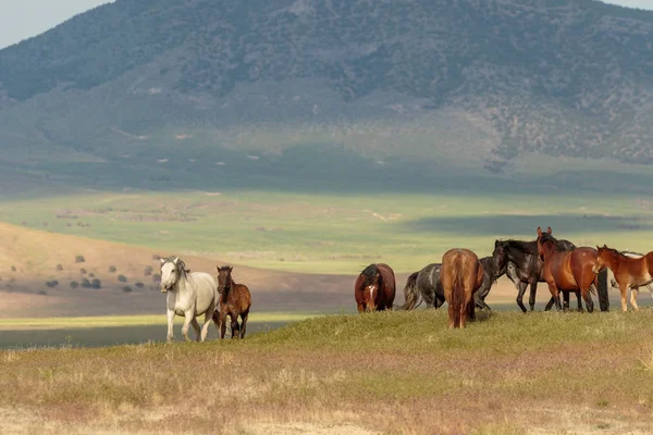 Divocí Koně Poušti Utah Létě — Stock fotografie