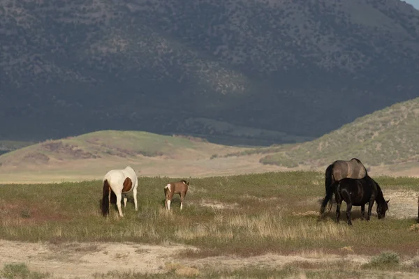 Yaz Aylarında Utah Çölde Vahşi Atlar — Stok fotoğraf