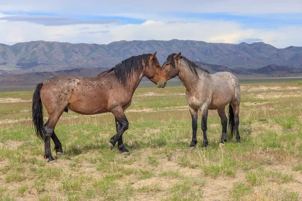 Wild Horses Utah Desert Summer — Stock Photo, Image