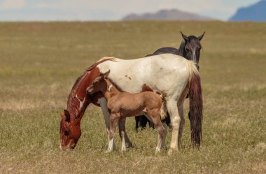 Utah çölünde vahşi bir kısrak ve tay.