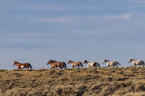 Kawanan Wild Horses Colorado — Stok Foto