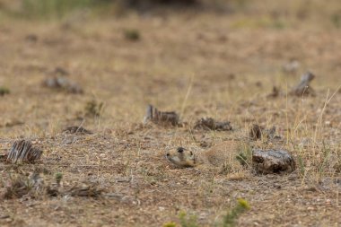 Colorado sevimli beyaz kuyruklu bir çayır köpeği