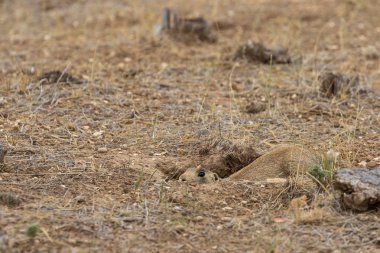 Colorado sevimli beyaz kuyruklu bir çayır köpeği